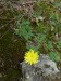 Asteraceae - jestřábník chlupáček (Hieracium pilosella), Kozelka IX.