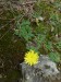 Asteraceae - jestřábník chlupáček (Hieracium pilosella), Kozelka IX.