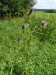 Asteraceae - pcháč obecný (Cirsium vulgare), Milhostov VIII