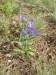 Boraginaceae - hadinec obecný (Echium vulgare), Otmíče VII.