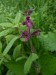 Lamiaceae -  čistec lesní (Stachys sylvatica), Hajská u Strakonic, VII.