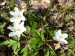 Ranunculaceae - sasanka hajní (Anemone nemorosa), IV., Svojkovice