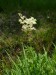 Rosaceae - tužebník jilmový (Filipendula ulmaria), Prameny VIII.