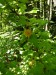 Glossulariaceae - meruzalka srstka (Ribes grossularia), údolí Teplé VII.