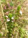 Scrophulariaceae - světlík lékařský (Euphrasia rostkoviana), údolí Střžely VII.
