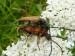Hmyz (brouci) - tesařík obecný (Leptura rubra), Podhorní vrch