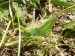 Hmyz (rovnokřídlí) - kobylka zelená (Tettigonia viridissima), Milhostov VIII