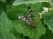Hmyz (srpice) - srpice obecná (Panorpa communis)