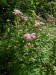 Asteraceae - sadec konopáč (Eupatorium cannabium), Loupensko