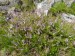 Ericaceae - vřes obecný (Calluna vulgaris), Prameny VIII.
