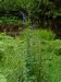 Ranunculaceae - oměj šalamounek (Aconitum plicatum), údolí Teplé VII.