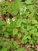 Stellariaceae - ptačinec hajní (Stellaria nemorum), Žihle VI.