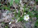 Stellariaceae - rožec velkokvětý (Stellaria holostea), Lopata V.