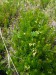 Ericaceae - vřesovec pleťový (Erica carnea), Prameny - Tři křížky, VIII.