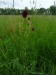 Rosaceae - krvavec toten (Sanguisorba officinalis), Hajská VI.