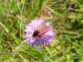 Hmyz (motýli) -  - vřetenuška mateřídoušková (Zygaena purpuralis) Kocelovice, VII.