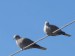 Ptáci (holubovití) - hrdlička zahradní (Streptopelia decaocto)