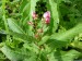 Balsaminaceae - netýkavka žláznatá (Impatiens glandulifera), údolí Teplé VII.