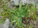 Plantaginaceae - jitrocel prostřední (Plantago media), Litice, Vi.