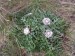 Asteraceae - pupava bezlodyžná (Carlina acaulis), Křešín, VIII.