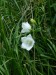 Campanulaceae - zvonek broskvolistý (Campanula persicifolia), Bečov - Hlinky, VII.