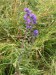 Campanulaceae - zvonek klubkatý (Campanula glomerata), Drásov