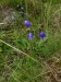 Campanulaceae - zvonek okrouhlolistý (Campanula rotundifolia), Prameny - Tři křížky, VIII.