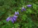 Campanulaceae - zvonek řepkovitý (Campanula rapunculoides), Otmíče VII.