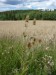 Dipsacaceae - štětka planá (Dipsacus sylvestris), Zelená Hora