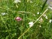 Fabaceae - hrachor lesní (Lathyrus sylvester), Český Chloumek, VII.