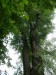 AZ5 - Stromy v zámeckém parku