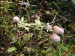 Fabaceae - jetel rolní (Trifolium arvense), Otmíče, VIII.