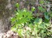 Rubiaceae- mařinka vonná (Asperula odorata), Lopata IV.