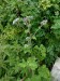 Asteraceae - lopuch plstnatý (Arctium tomentosum), údolí Teplé, VII.