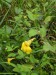 Balsaminaceae - netýkavka nedůtklivá (Impatiens noli - tangere), Střela pod Rabštejnem, VII.