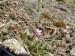 Geraniaceae - pumpava rozpuková(Erodium cicutarium), Litice, III