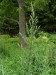 Asteraceae - pelyněk černobýl (Artemisia vulgaris), údolí Teplé VII.