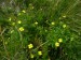 Rosaceae - mochna nátržník (Potentilla erecta), Prameny, VIII.