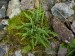 Aspleniaceae - sleziník nepravý (klamný) (Asplenium adulterinum), Mnichov, VIII.