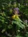 Scrophulariaceae - černýš hajní (Melanphyrum nemorosum) , Pětidomí, VIII.