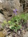 Lamiaceae - šalvěj luční (Salvia pratensis), Loděnice VI
