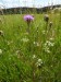 Asteraceae - chrpa luční (Centaurea jacea), Český Chloumek, VII.