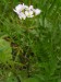 Brassicaceae - řeřišnice luční (Cardamine pratensis), Žihle V.