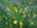 Fabaceae - janovec metlatý (Cytisus scoparius), Pavlovice V.