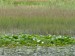 Nymphaeaceae - leknín bílý (Nymphaea alba), Kokotské rybníky, IX.