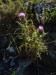 Asteraceae - ostropes trubil (Onopordon acanthium), Drásov, VII.