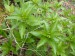 Euphorbiaceae -  bažanka vytrvalá (Mercurialis perennis), Polínský vrch, IV.