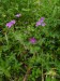 Geraniaceae - kakost lesní (Geranium sylvaticum), údolí Teplé VII.