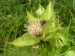 Asteraceae - pcháč zelinný (Cirsium oleraceum), údolí Střely VII.
