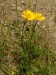 Asteraceae - rmen barvířský (Anthemis tinctoria), údolí Střely VII.
